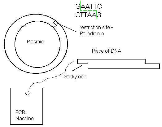an analysis of the natural selection to survival of the fittest Darwin and natural selection darwin came to describe this process as the survival of the fittest analysis of 13h century. an analysis of the natural selection to survival of the fittest Darwin and natural selection darwin came to describe this process as the survival of the fittest analysis of 13h century.